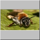 Andrena haemorrhoa - Sandbiene w07.jpg